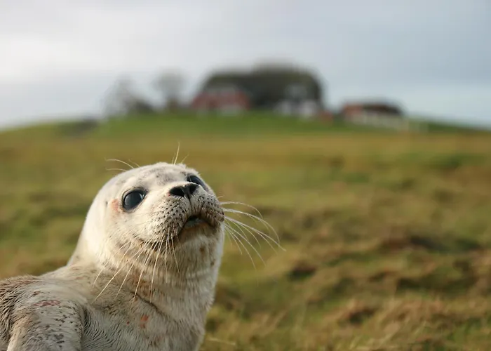 Appartamento Gaestehaus Neuwarft Langeneß